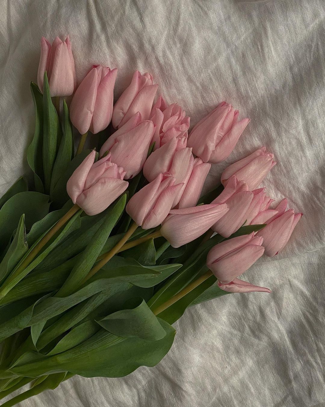 Early Spring Gardening Essentials